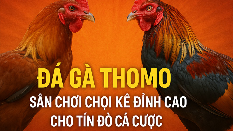 Đá Gà Thomo - Sân Chơi Chọi Kê Đỉnh Cao Cho Tín Đồ Cá Cược